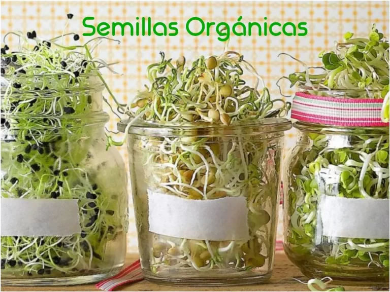 D NQ NP 826033 MLA78477823867 082024 F 768x576